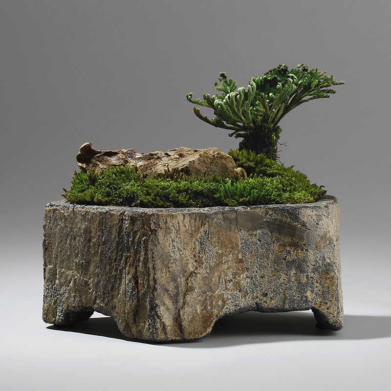 Bazan Lọ Hoa Thực Vật Mọng Nướ - đánh giá và giá Bonsai Garden Indoor
