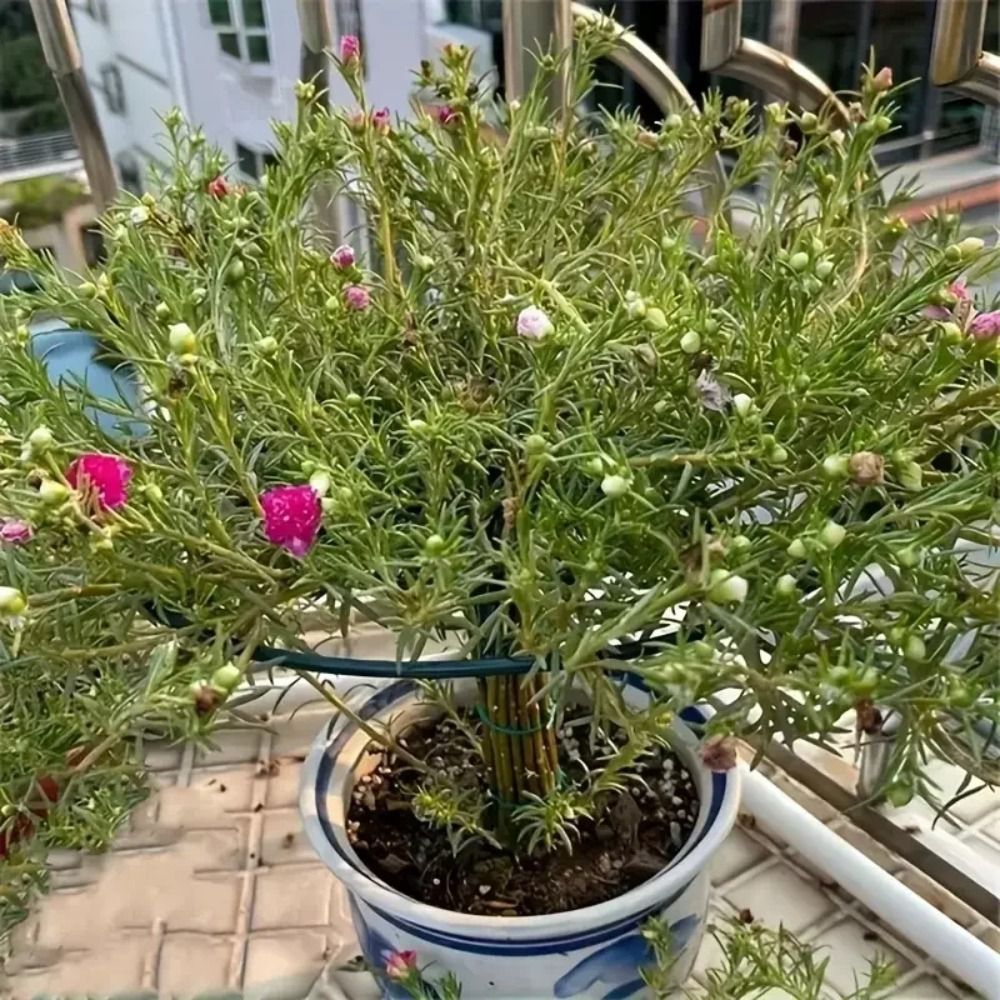 New S/M/L Bonsai Climbing Fram - đánh giá và giá Bonsai Garden Stand