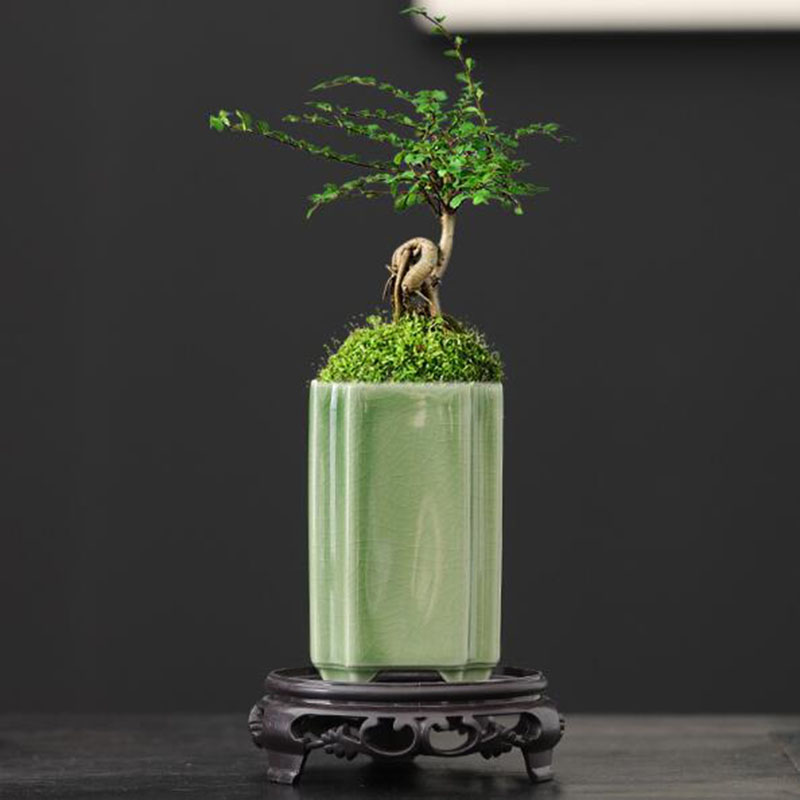 Porcelain Square Celadon Glaze - đánh giá và giá Bonsai Garden Europe