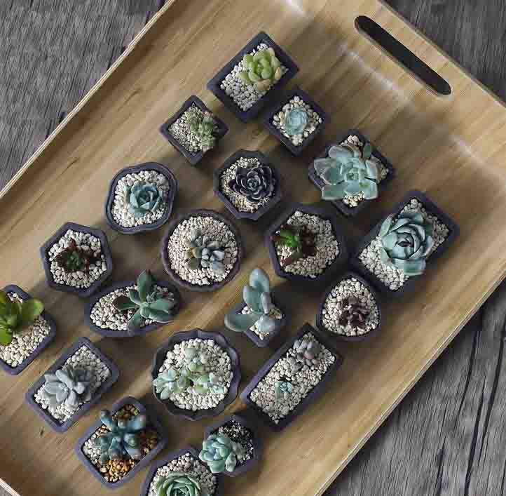 Nghĩa Khang Cát Tím Hoa Mini M - đánh giá và giá Bonsai Tree Zen Garden