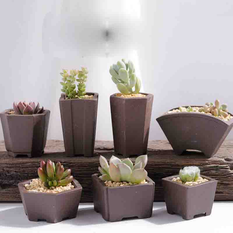 Nghĩa Khang Cát Tím Hoa Mini M - đánh giá và giá Bonsai Tree Zen Garden