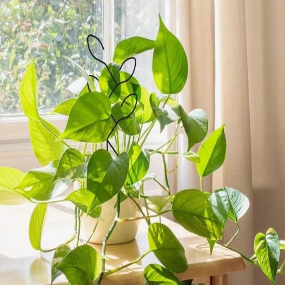 Iron Plant Climbing Frame Vert - đánh giá và giá Bonsai Vertical Garden
