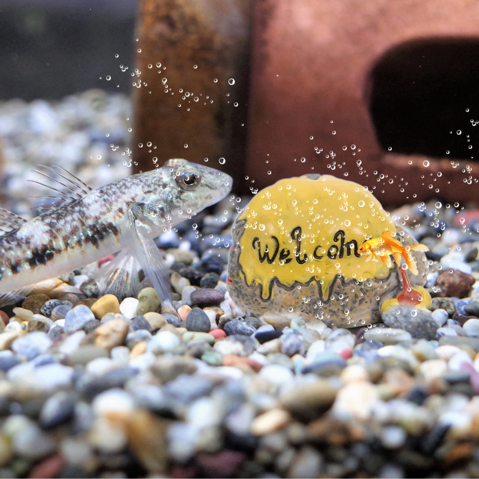 4Pcs Mini Mossy Stone Micro La - đánh giá và giá Bonsai Garden Photos