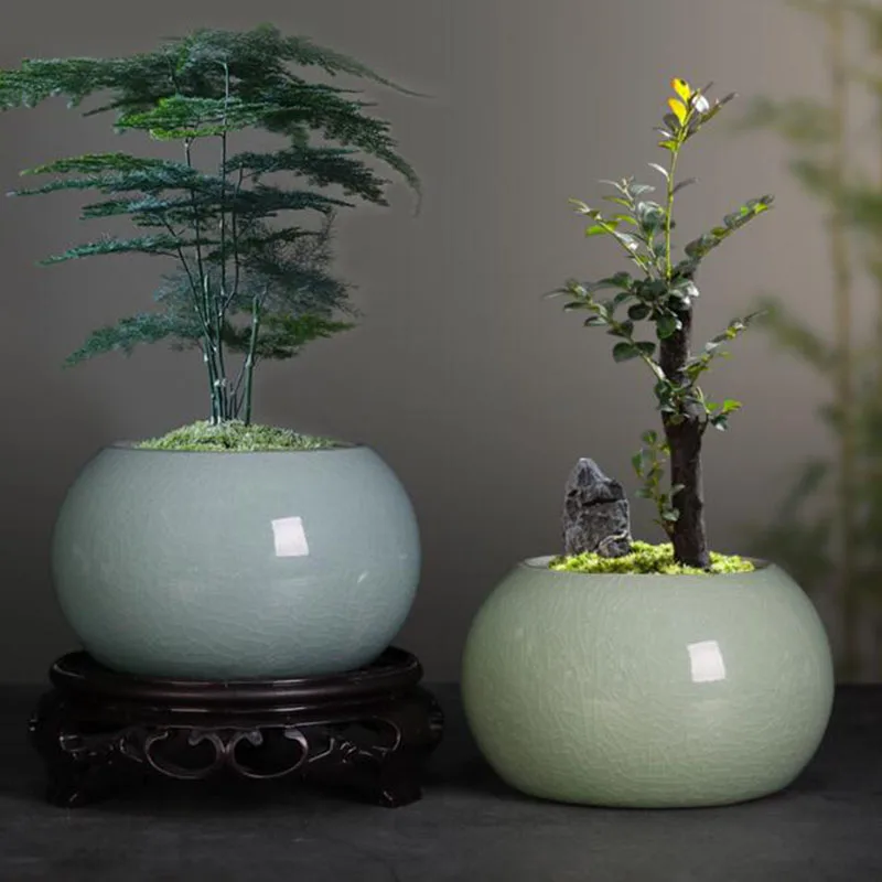 Asparagus Fern Plant Pot Flowe - đánh giá và giá Bonsai Garden Europe