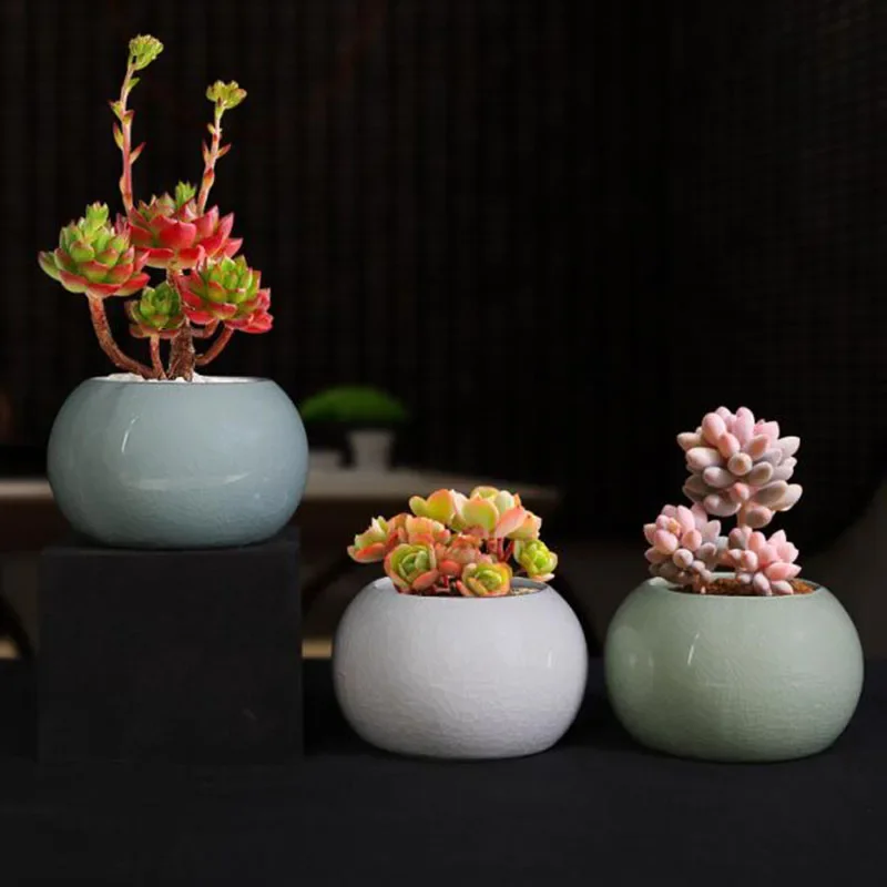 Asparagus Fern Plant Pot Flowe - đánh giá và giá Bonsai Garden Europe
