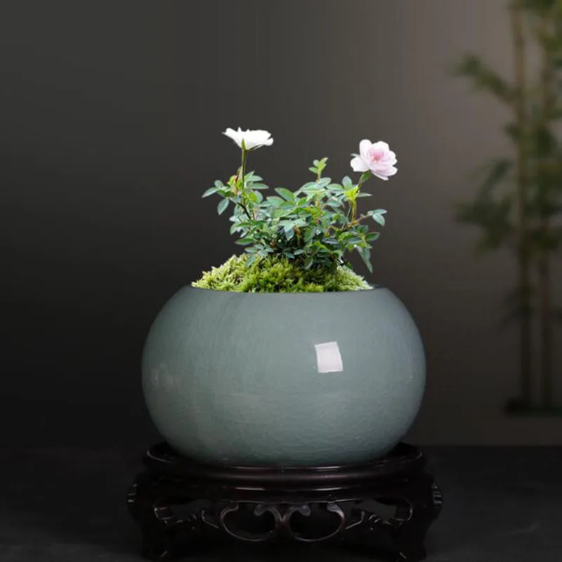 Asparagus Fern Plant Pot Flowe - đánh giá và giá Bonsai Garden Europe