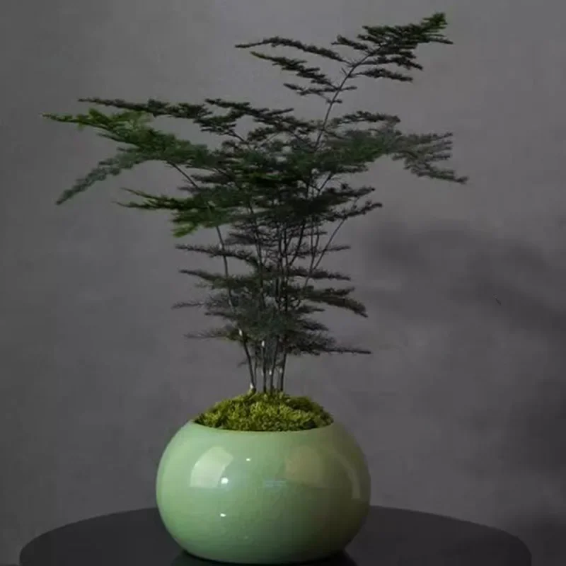 Asparagus Fern Plant Pot Flowe - đánh giá và giá Bonsai Garden Europe