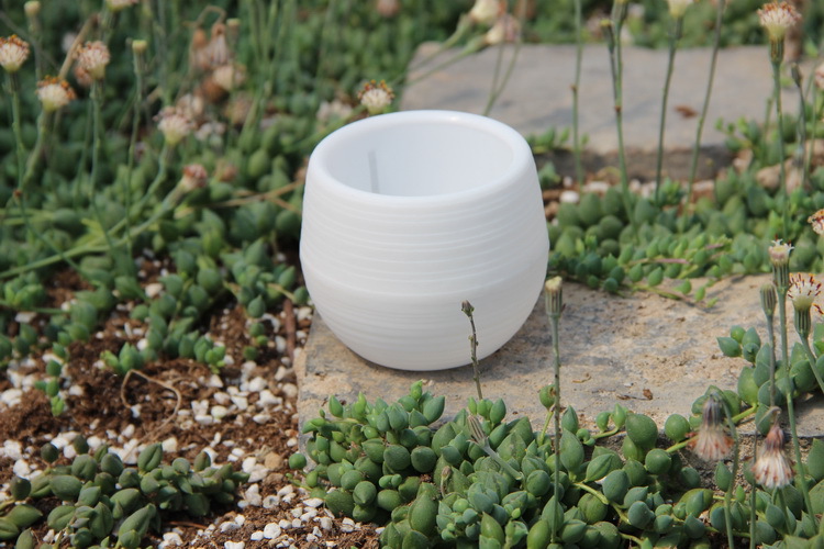 Gardening Mini Plastic Flower  - đánh giá và giá Bonsai Garden Europe