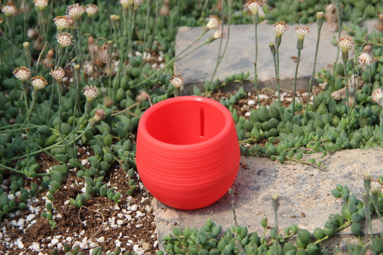 Gardening Mini Plastic Flower  - đánh giá và giá Bonsai Garden Europe