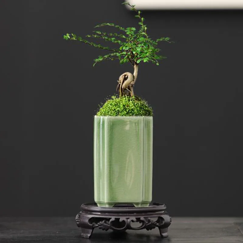 Porcelain Square Celadon Glaze - đánh giá và giá Bonsai Garden Europe