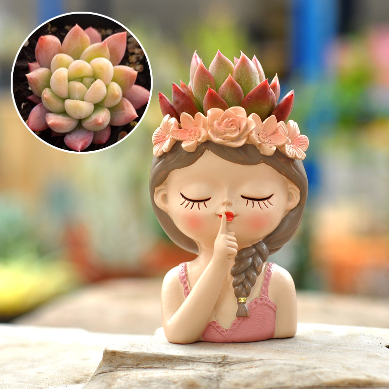 Fairy Succulent Flowerpot Desk - đánh giá và giá Bonsai Tree Zen Garden