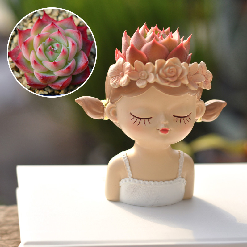 Fairy Succulent Flowerpot Desk - đánh giá và giá Bonsai Tree Zen Garden